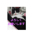 猫と花の生活（個別スタンプ：20）