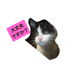 猫と花の生活（個別スタンプ：22）