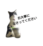 猫と花の生活（個別スタンプ：23）