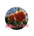 猫と花の生活（個別スタンプ：24）