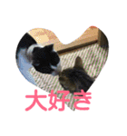 猫と花の生活（個別スタンプ：25）