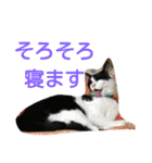 猫と花の生活（個別スタンプ：27）
