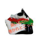 猫と花の生活（個別スタンプ：32）