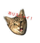 猫と花の生活（個別スタンプ：33）