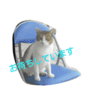 猫と花の生活（個別スタンプ：34）