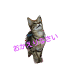 猫と花の生活（個別スタンプ：35）