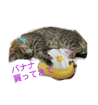 猫と花の生活（個別スタンプ：36）