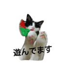 猫と花の生活（個別スタンプ：37）