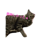 猫と花の生活（個別スタンプ：39）