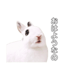 うさぎのあんにん（個別スタンプ：1）