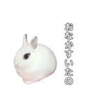 うさぎのあんにん（個別スタンプ：14）