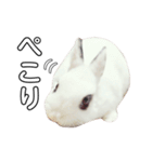 うさぎのあんにん（個別スタンプ：19）