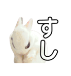 うさぎのあんにん（個別スタンプ：27）
