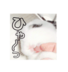 うさぎのあんにん（個別スタンプ：38）