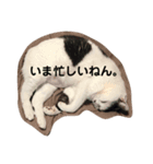 あでゅもでゅ（個別スタンプ：1）
