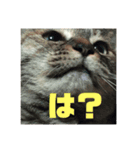 あでゅもでゅ（個別スタンプ：2）