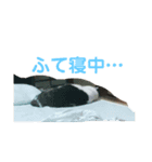 あでゅもでゅ（個別スタンプ：3）