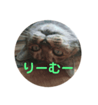 あでゅもでゅ（個別スタンプ：4）