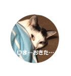 あでゅもでゅ（個別スタンプ：6）
