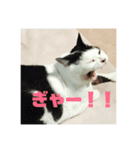 あでゅもでゅ（個別スタンプ：7）