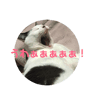 あでゅもでゅ（個別スタンプ：8）