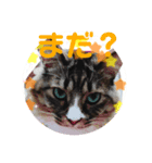 コタローさんの日常2（個別スタンプ：1）