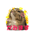 コタローさんの日常2（個別スタンプ：4）