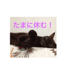 落ち込んだ時に元気をくれるねこたん（個別スタンプ：2）