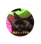 落ち込んだ時に元気をくれるねこたん（個別スタンプ：5）