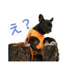 フレブルブリンドル（個別スタンプ：2）