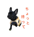 フレブルブリンドル（個別スタンプ：3）