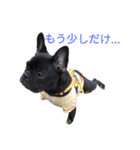 フレブルブリンドル（個別スタンプ：12）