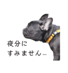フレブルブリンドル（個別スタンプ：15）