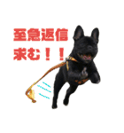 フレブルブリンドル（個別スタンプ：17）