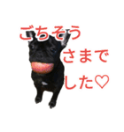 フレブルブリンドル（個別スタンプ：19）