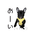 フレブルブリンドル（個別スタンプ：21）