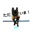 フレブルブリンドル（個別スタンプ：26）