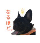 フレブルブリンドル（個別スタンプ：38）