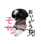 小雪さん。写真シリーズ①（個別スタンプ：4）