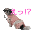 小雪さん。イラスト＆写真シリーズ①（個別スタンプ：6）