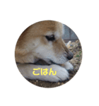 かわいいはなちゃん！（個別スタンプ：3）