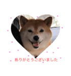 柴犬…日常編（個別スタンプ：1）
