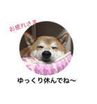 柴犬…日常編（個別スタンプ：2）
