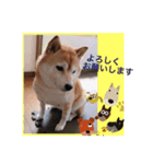柴犬…日常編（個別スタンプ：3）