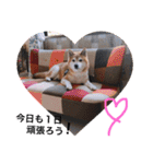 柴犬…日常編（個別スタンプ：5）