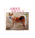 柴犬…日常編（個別スタンプ：6）