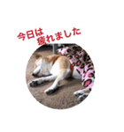 柴犬…日常編（個別スタンプ：7）