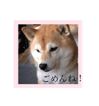 柴犬…日常編（個別スタンプ：8）