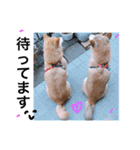 柴犬…日常編（個別スタンプ：9）