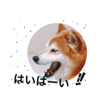 柴犬…日常編（個別スタンプ：10）